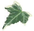 Hedera Esther